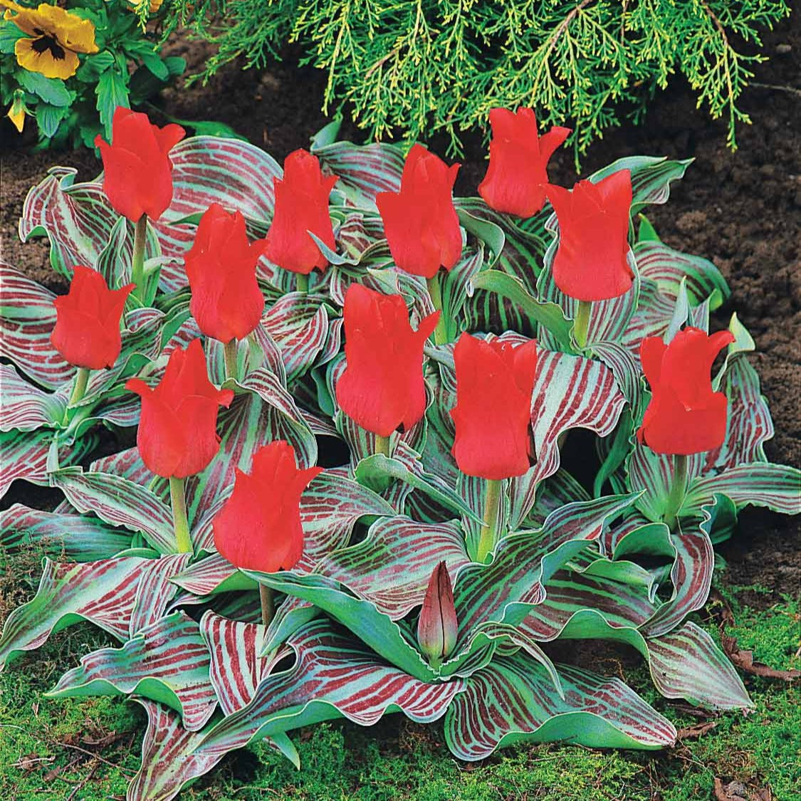 Tulpen-Zwiebeln - Greigii-Tulpen ‘Chaperon Rouge’ (x10) - Tulipa greigii chaperon rouge