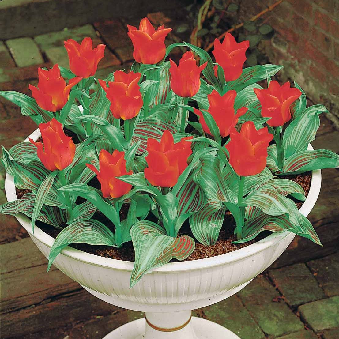 Verkauf Greigii-Tulpen ‘Chaperon Rouge’ (x10) - Tulipa greigii chaperon rouge