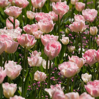 Tulipa angélique - Tulpe Angelique (x10) - Tulpen-Zwiebeln
