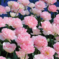 Verkauf Tulpe Angelique (x10) - Tulipa angélique