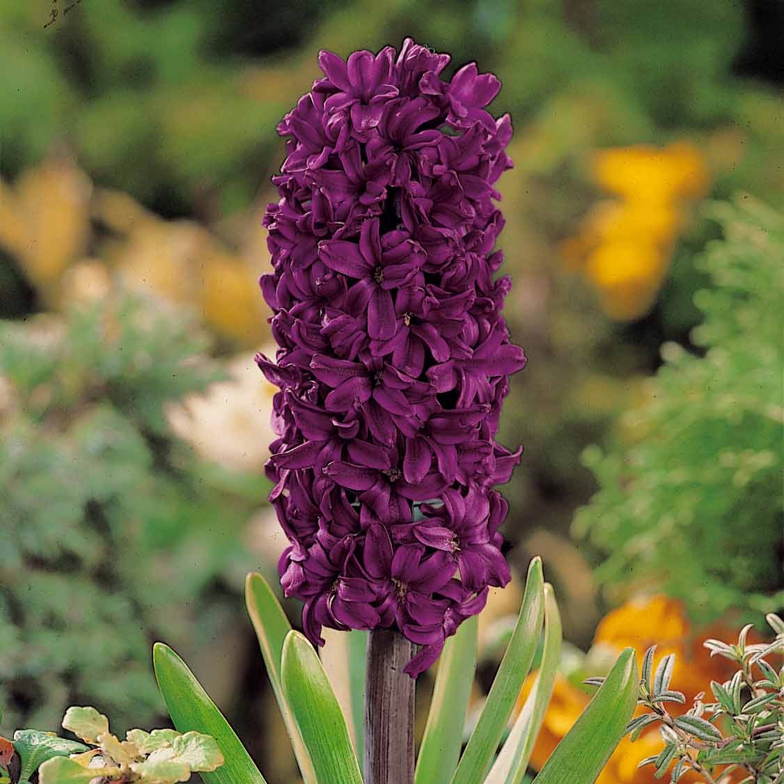 Hyacinthus orientalis woodstock - Hyazinthe 'Woodstock' (x6) - Hyazinthen-Zwiebeln