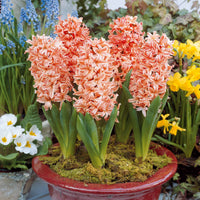 Hyacinthus orientalis gipsy queen - Hyazinthe 'Gipsy Queen' (x6) - Hyazinthen-Zwiebeln