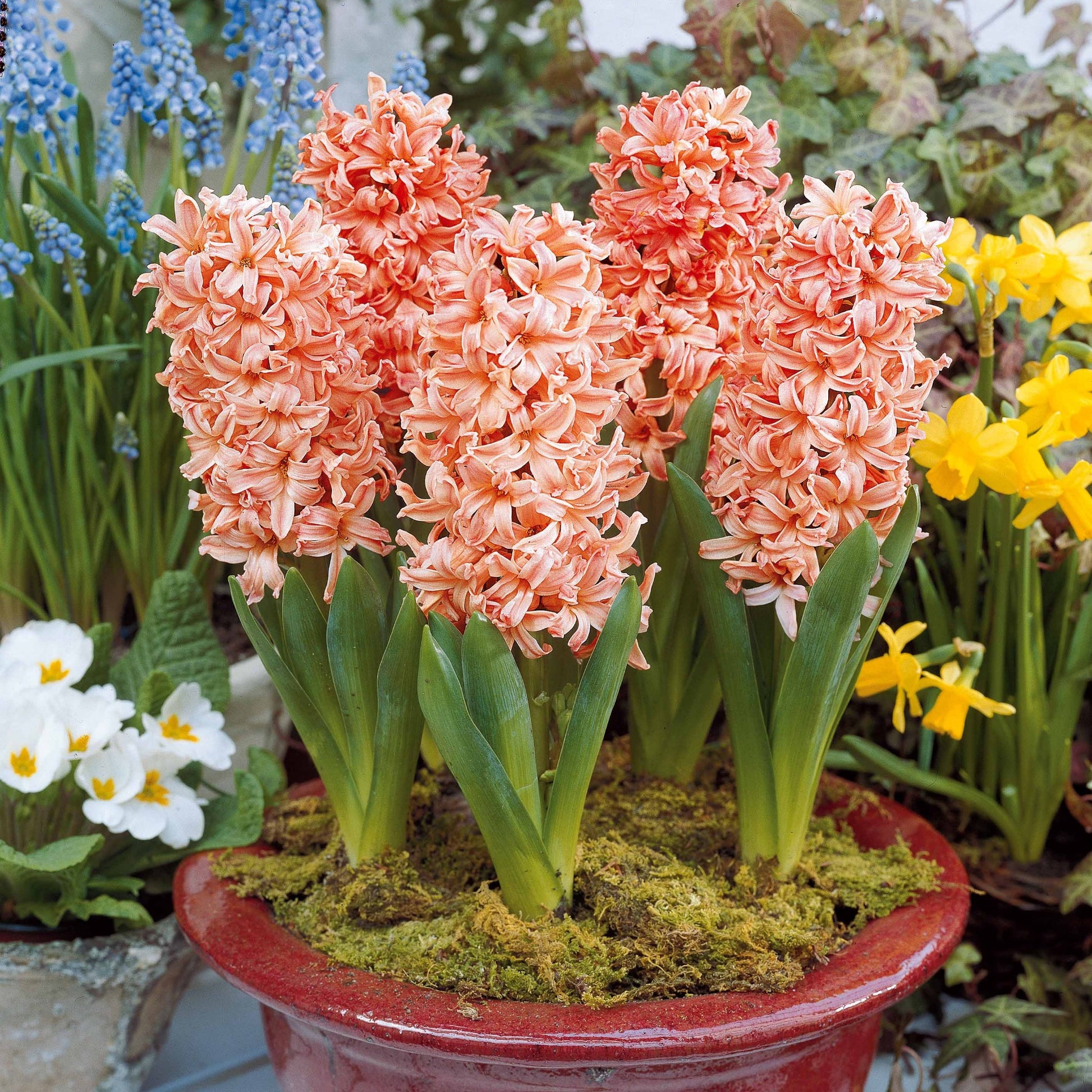 Hyacinthus orientalis gipsy queen - Hyazinthe 'Gipsy Queen' (x6) - Hyazinthen-Zwiebeln