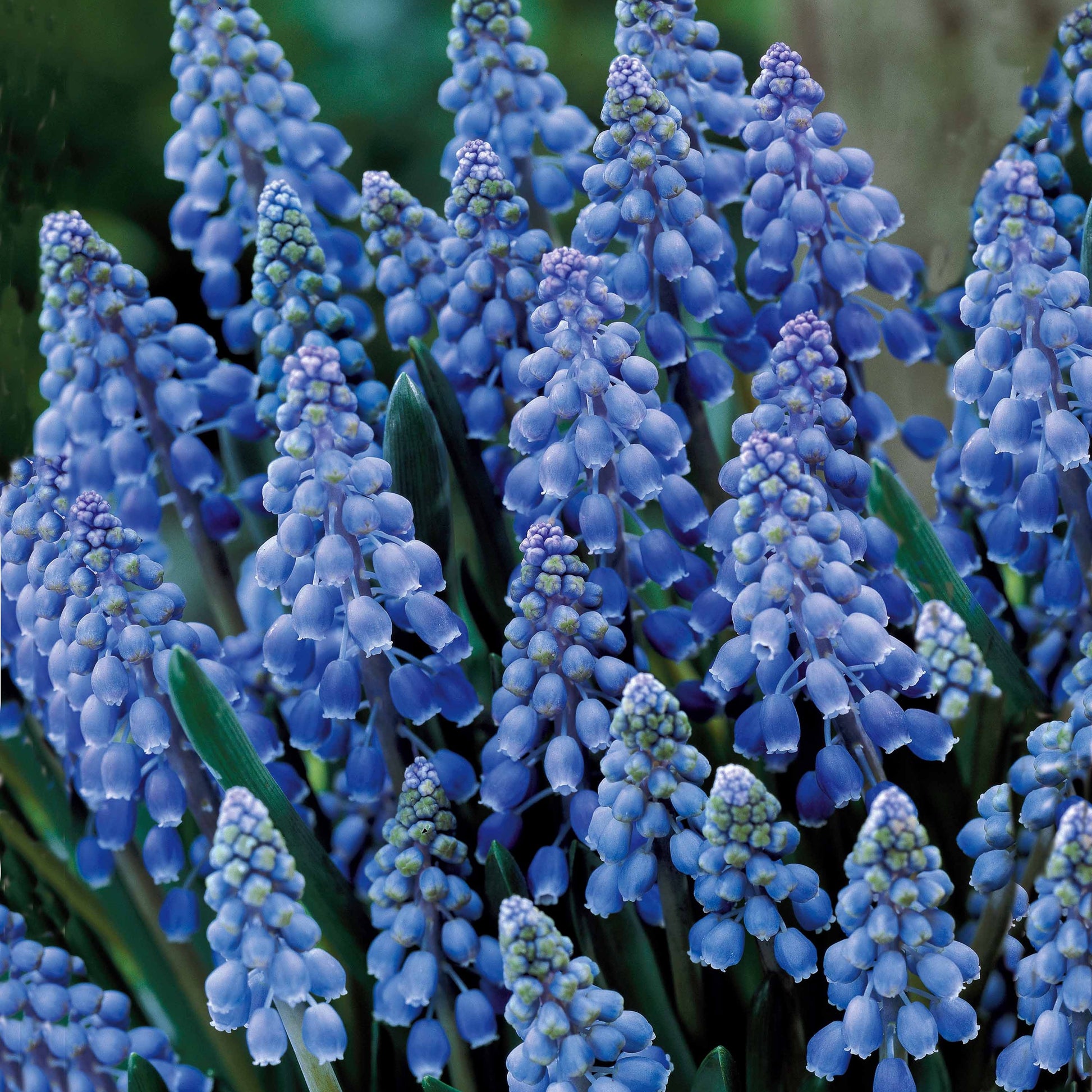 Verkauf Traubenhyazinthen (x10) - Muscari armeniacum