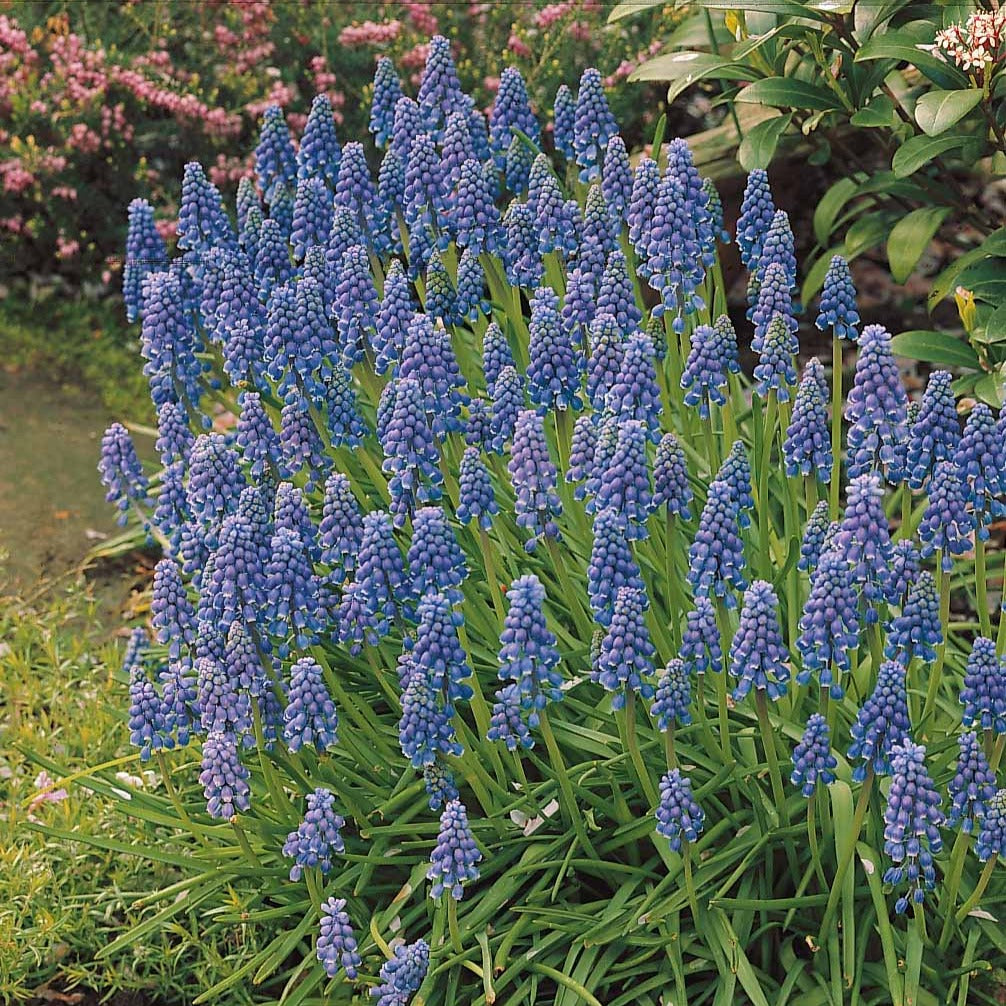 Muskaris-Zwiebeln - Traubenhyazinthen (x10) - Muscari armeniacum