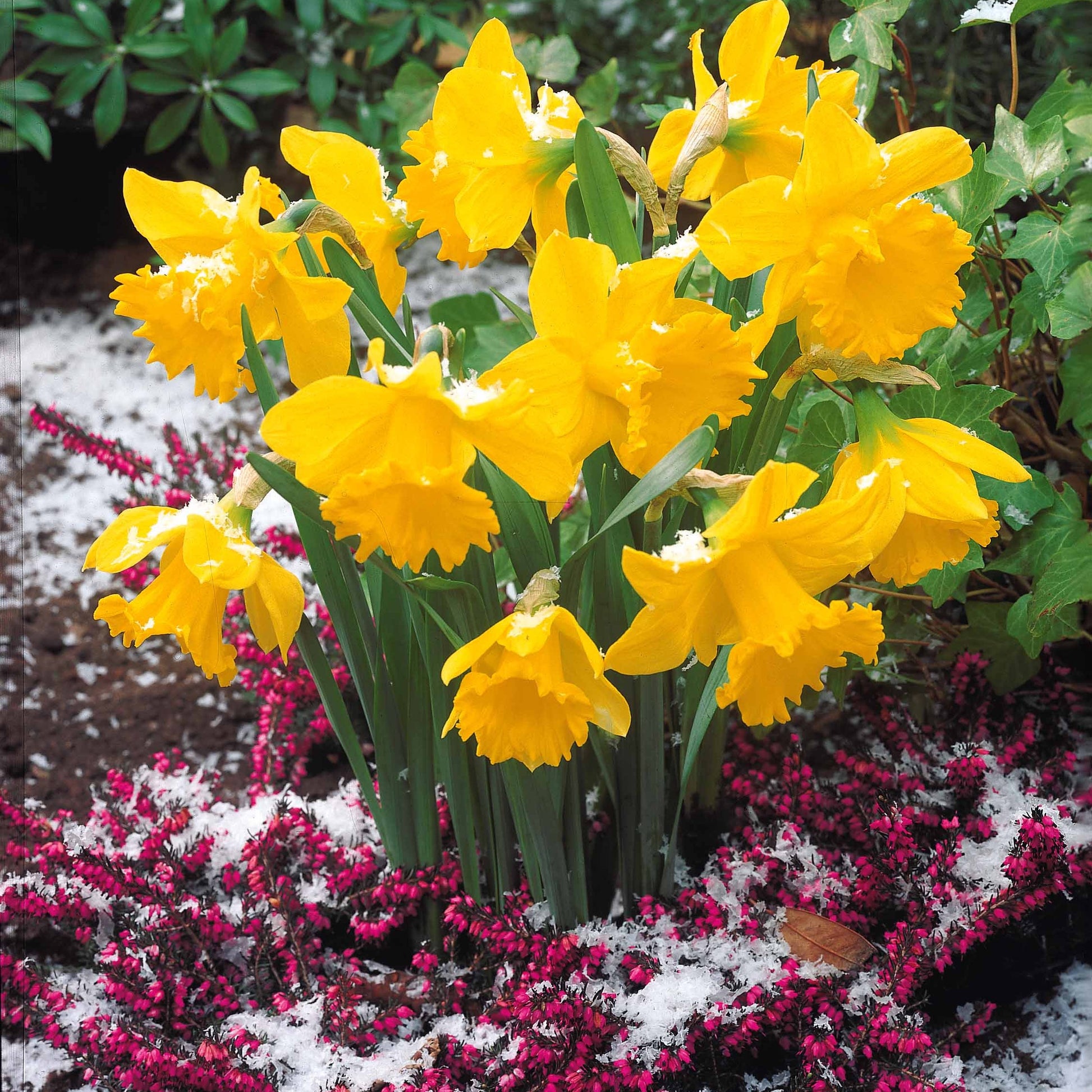 Verkauf Narzisse ‘Rijnveld Early Sensation’ (x10) - Narcissus Rijnveld's Early Sensation