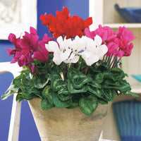 Mini-Cyclamen Super-Serie (x3) - Cyclamen super série - Bakker