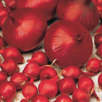 Verkauf Zwiebel 'Rote Braunschweiger'