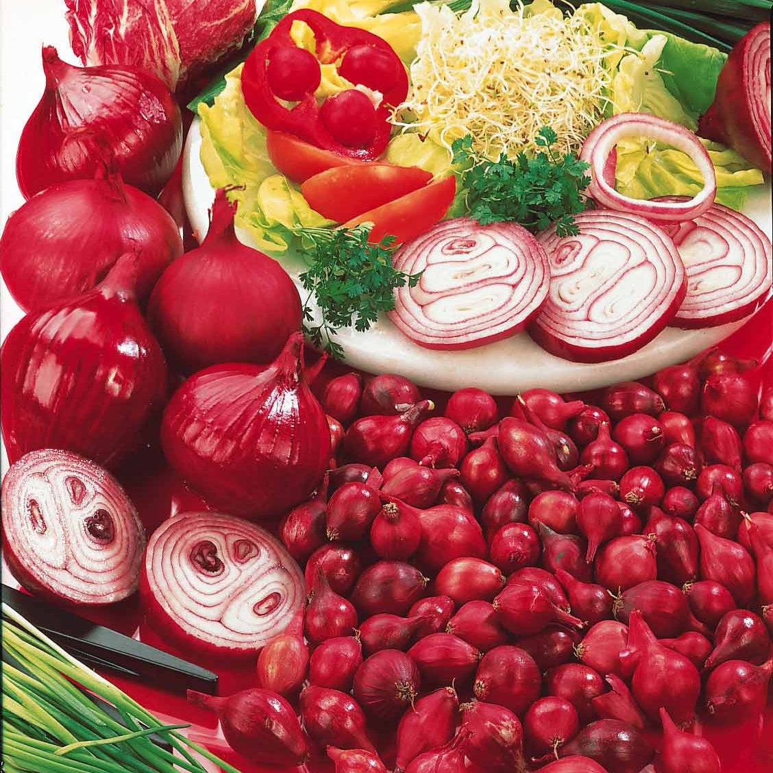Verkauf Zwiebel 'Rote Braunschweiger' - Allium cepa de brunswick
