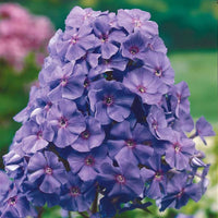 Flammenblume 'Amethyst' - Phlox paniculata Amethyst - Bakker