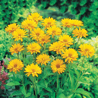 Blühende Stauden - Sonnenauge (x5) - Heliopsis scabra