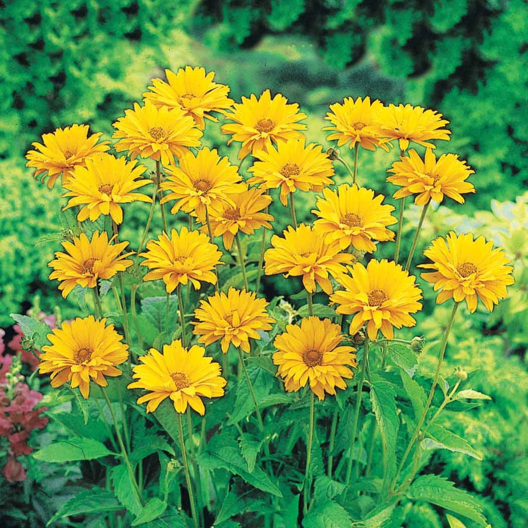 Blühende Stauden - Sonnenauge (x5) - Heliopsis scabra