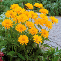 Heliopsis scabra - Sonnenauge (x5) - Blühende Stauden