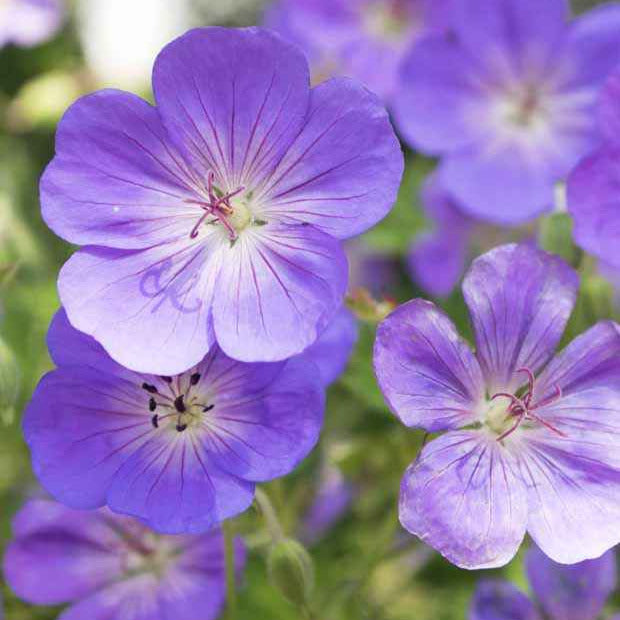 Himalaya-Storchschnabel - Geranium himalayense - Bakker