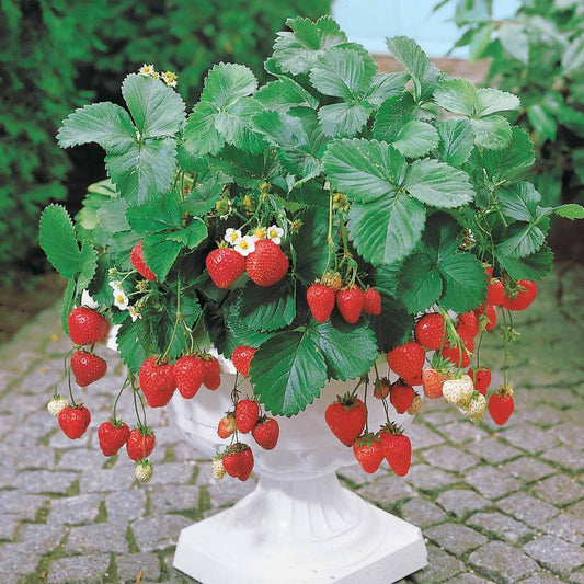 Erdbeere Maestro ® VOC 89.98.1 - Bakker