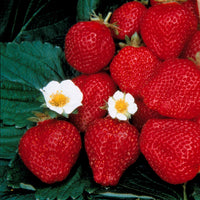Fragaria maestro ® cov 89.98.1 - Erdbeere Maestro ® VOC 89.98.1 - Erdbeeren