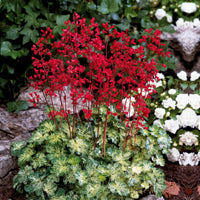 Purpurglöckchen-Hybriden Hercules ® (x3) - Heuchera hercules - Bakker