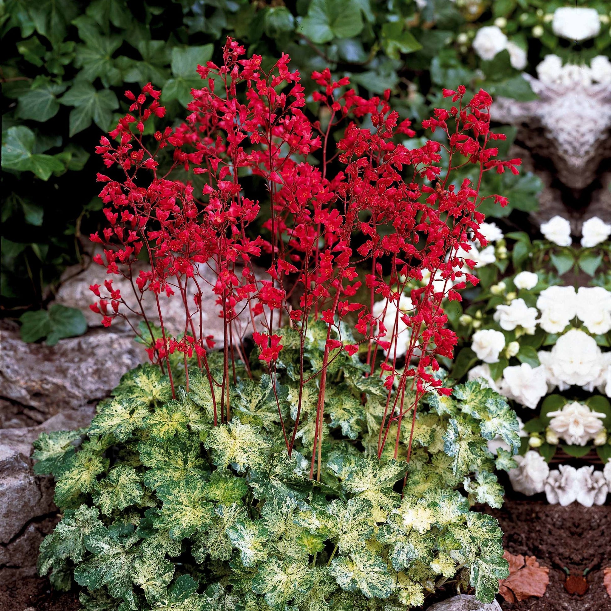 Purpurglöckchen-Hybriden Hercules ® (x3) - Heuchera hercules - Bakker