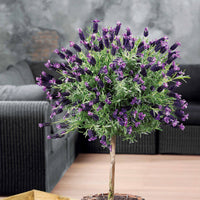 Schopflavendel - Lavandula stoechas - Bakker