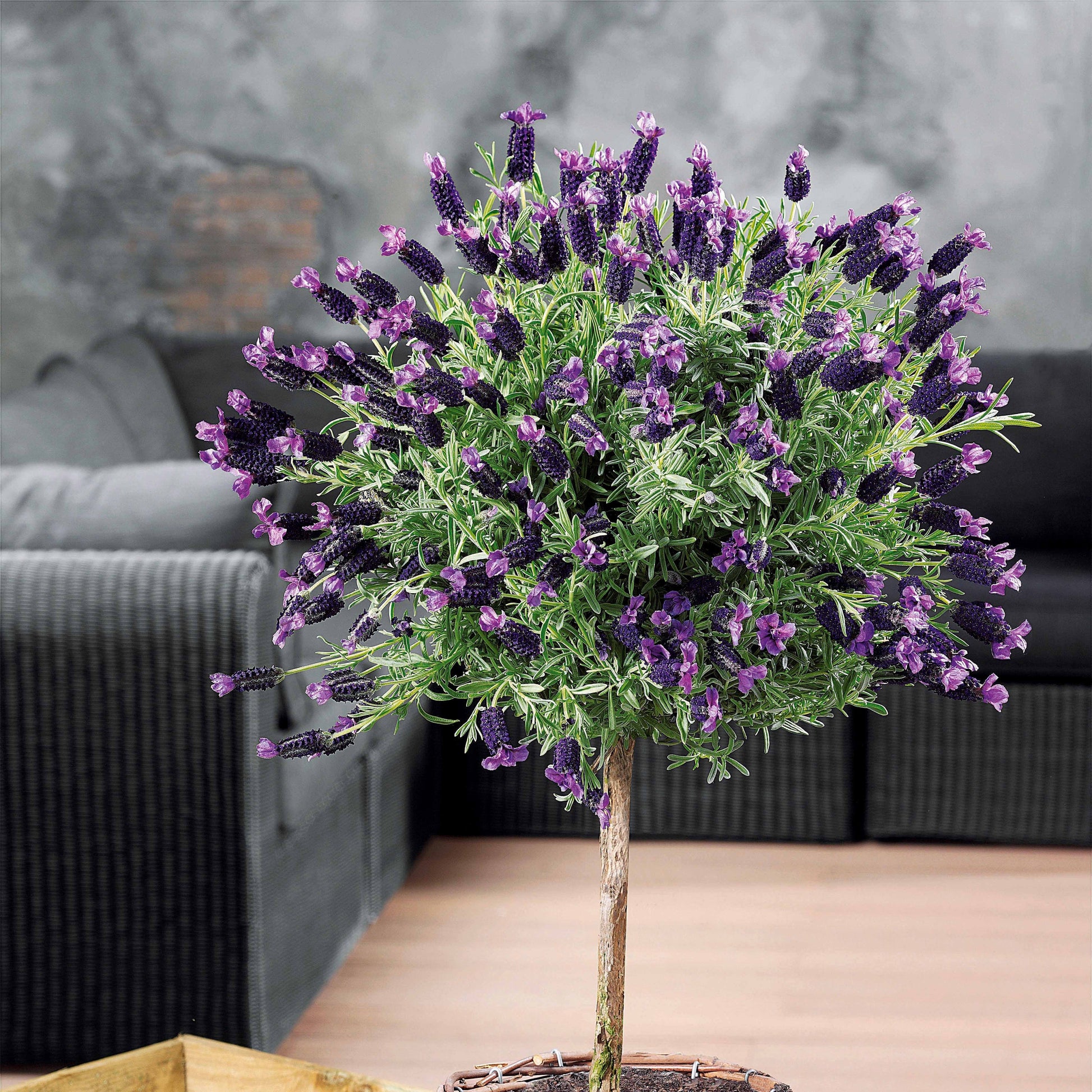 Schopflavendel - Lavandula stoechas - Bakker