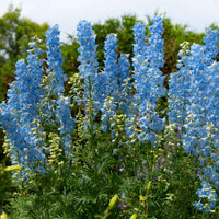 Rittersporn ‘Ciel Bleu’ (x5) - Bakker