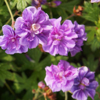 Storchschnabel ‘Caeruleum Plenum’ (x2) - Geranium pratense plenum caeruleum - Bakker