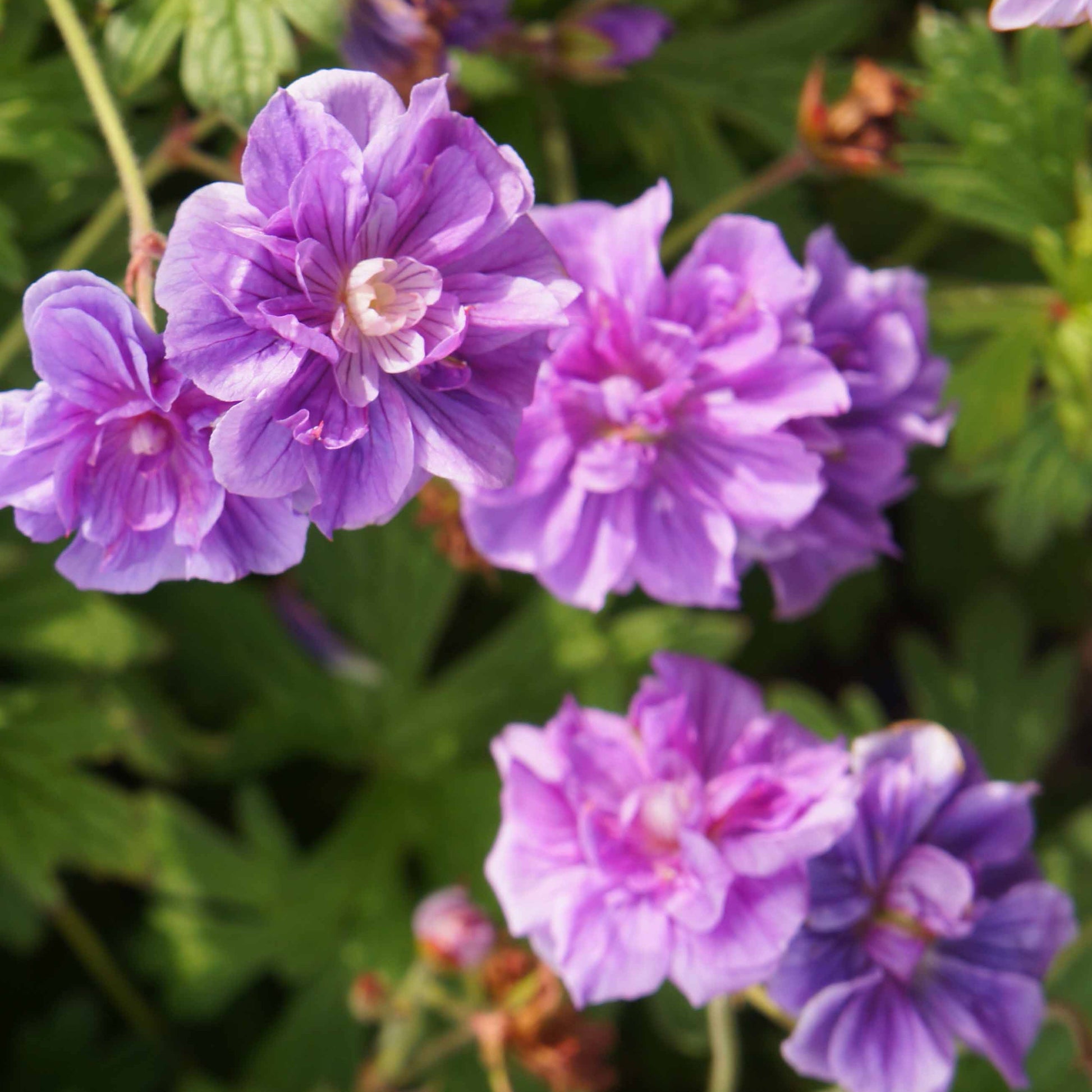 Storchschnabel ‘Caeruleum Plenum’ (x2) - Geranium pratense plenum caeruleum - Bakker