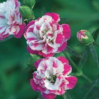 Pfingstnelke (x2) - Dianthus pink heaven - Bakker