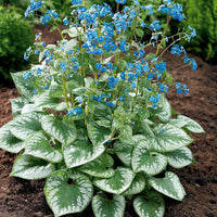Blühende Stauden - Kaukasisches Vergissmeinnicht Emerald Mist ® - Brunnera macrophylla Emerald Mist ®