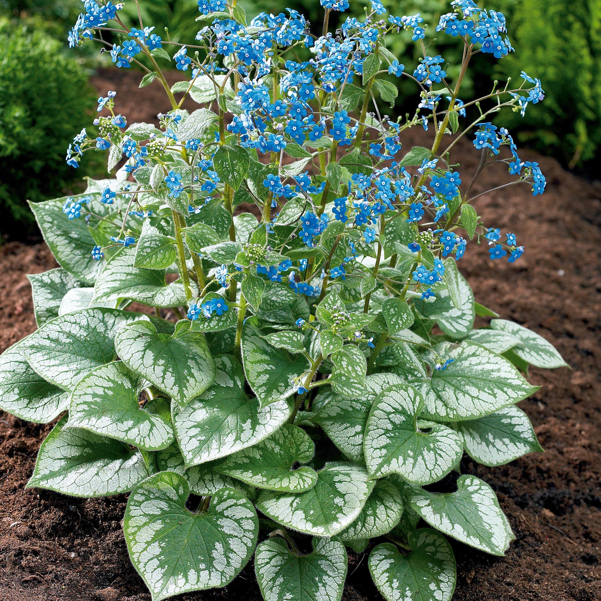Blühende Stauden - Kaukasisches Vergissmeinnicht Emerald Mist ® - Brunnera macrophylla Emerald Mist ®