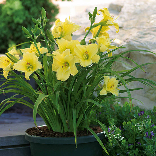 Duft-Taglilien ‘Fragrant Returns’ (x3) - Bakker