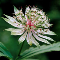 Sterndolde (x2) - Astrantia major star of royals - Bakker
