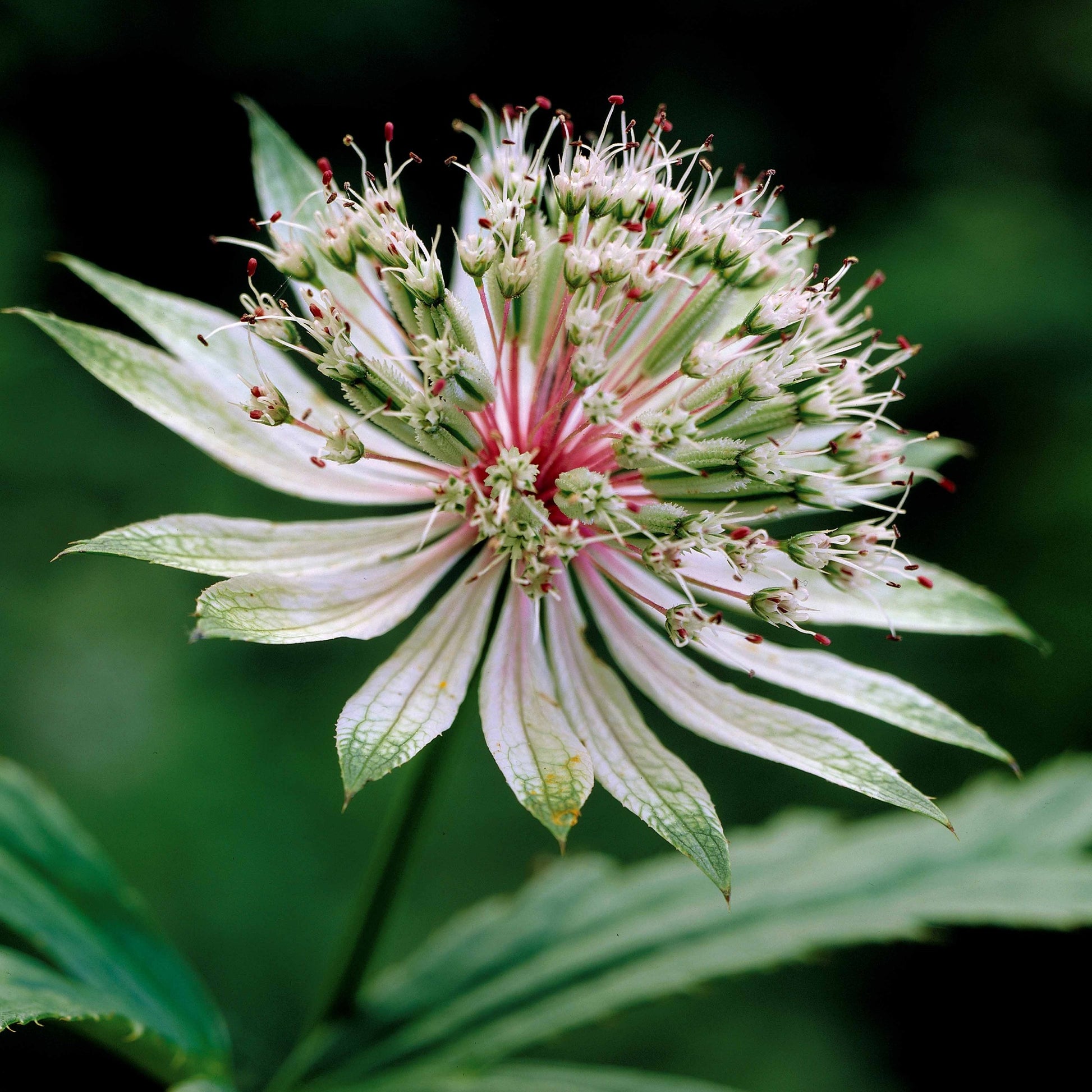 Sterndolde (x2) - Astrantia major star of royals - Bakker