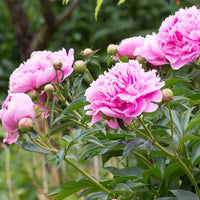 Paeonia lactiflora Sarah Bernhardt - Pfingstrose ‘Sarah Bernhardt’ - Pfingstrosen