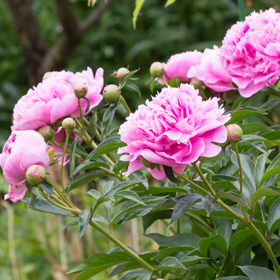 Paeonia lactiflora Sarah Bernhardt - Pfingstrose ‘Sarah Bernhardt’ - Pfingstrosen