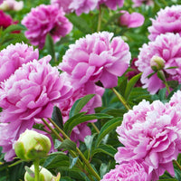 Pfingstrose ‘Sarah Bernhardt’ - Paeonia lactiflora Sarah Bernhardt - Bakker