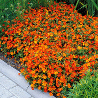 Garten-Gauklerblume (x5) - Mimulus orange glow - Bakker
