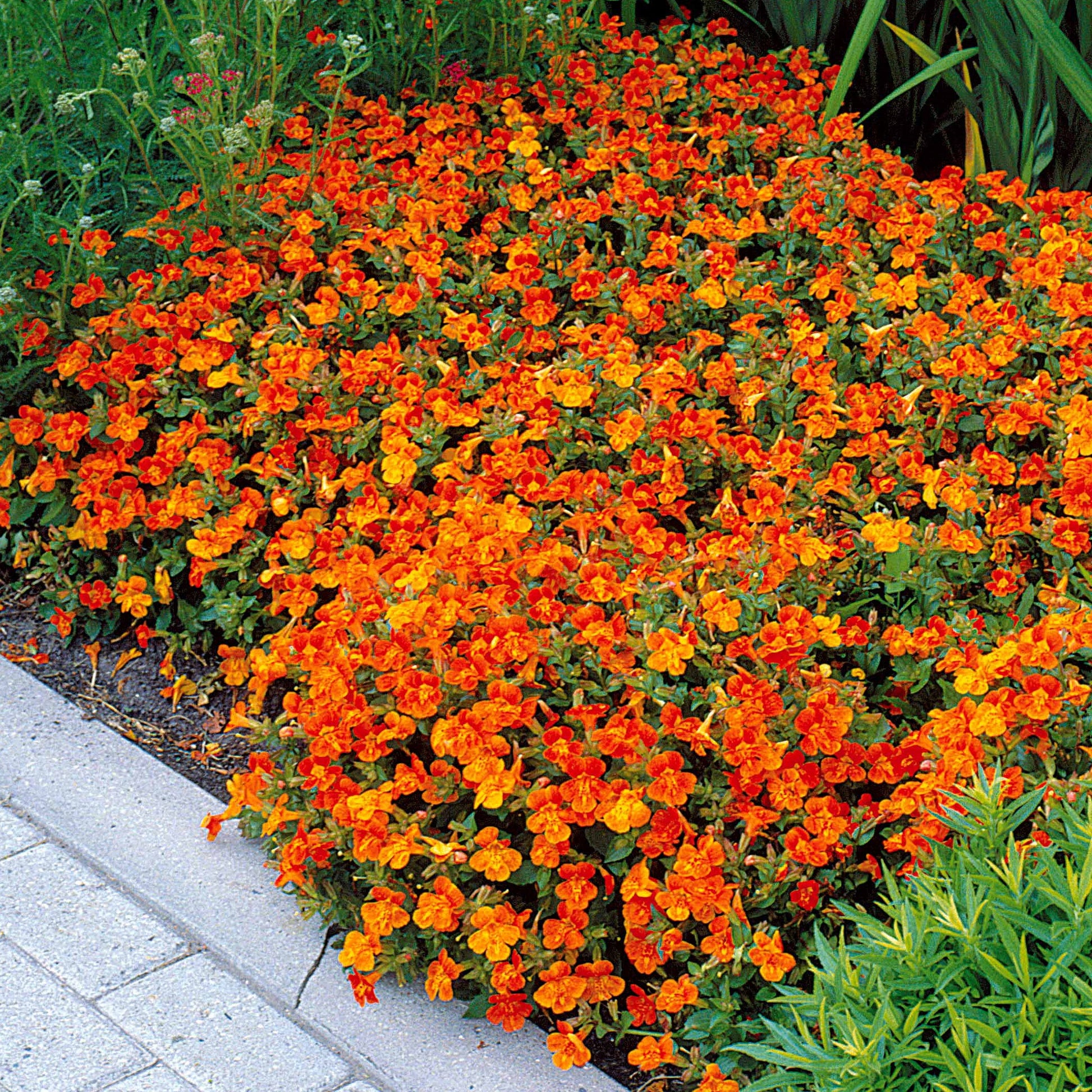 Garten-Gauklerblume (x5) - Mimulus orange glow - Bakker