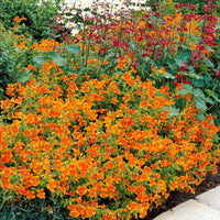 Garten-Gauklerblume (x5) - Bakker