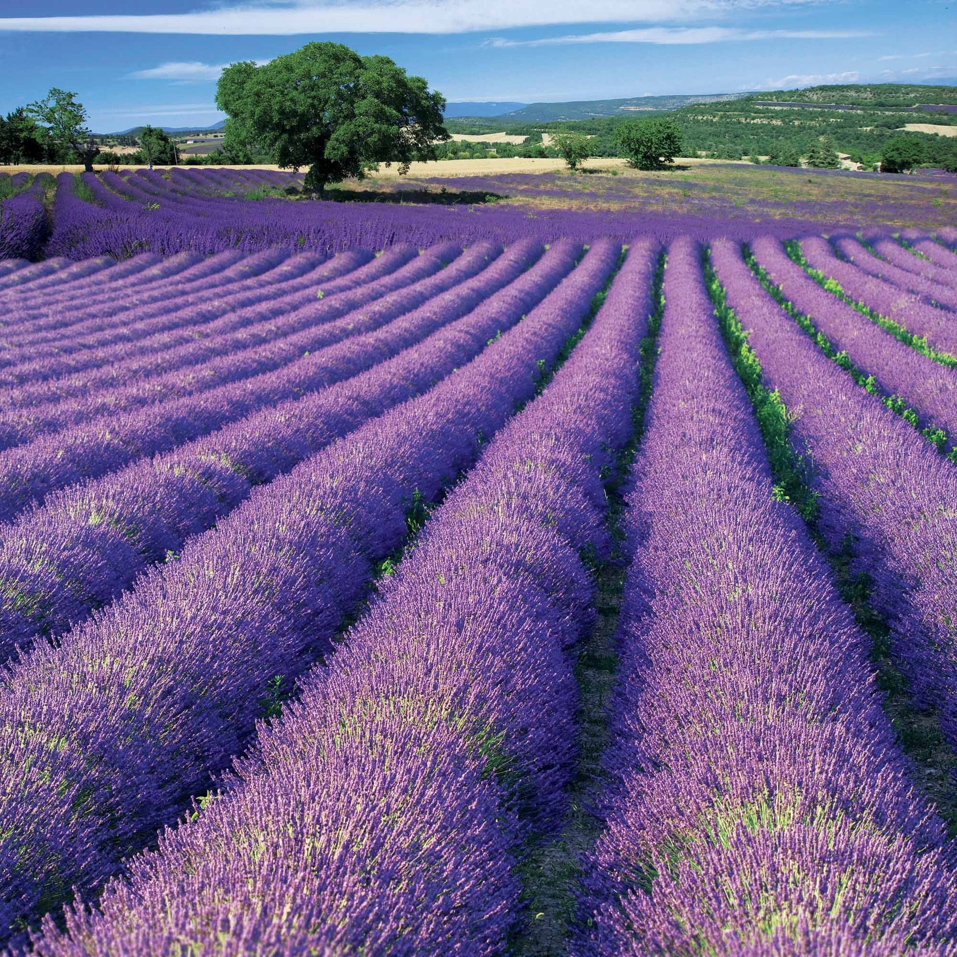 Verkauf Lavendel ‘Grosso’ - Lavandula angustifolia Grosso
