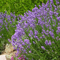Lavendel ‘Grosso’ - Bakker