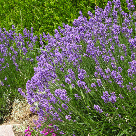 Lavendel ‘Grosso’ - Bakker