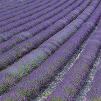 Lavendel - Lavendel ‘Grosso’ - Lavandula angustifolia Grosso