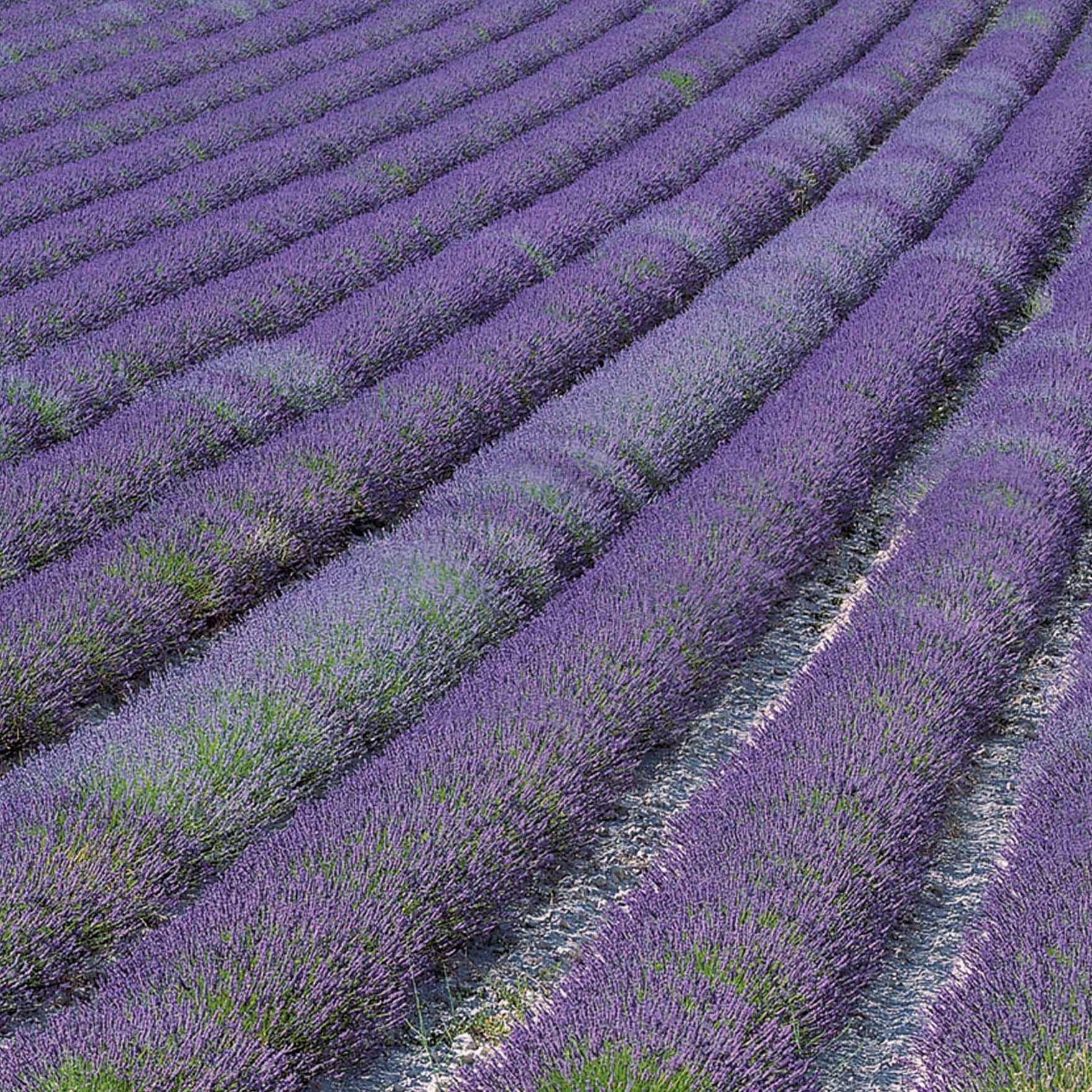 Lavendel - Lavendel ‘Grosso’ - Lavandula angustifolia Grosso