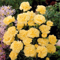 Nelken Grenadin gelb (x2) - Dianthus caryophyllus grenadin yellow - Bakker