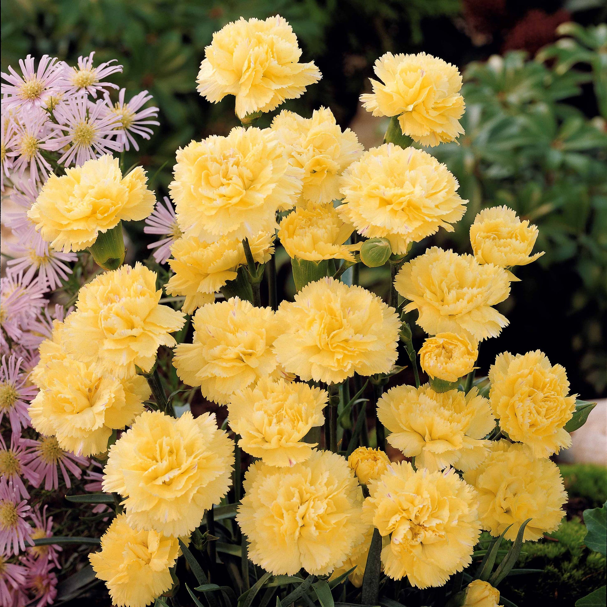 Nelken Grenadin gelb (x2) - Dianthus caryophyllus grenadin yellow - Bakker