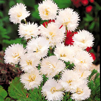 Gartennelken ‘Grenadin White’ (x2) - Dianthus caryophyllus Grenadin white - Bakker