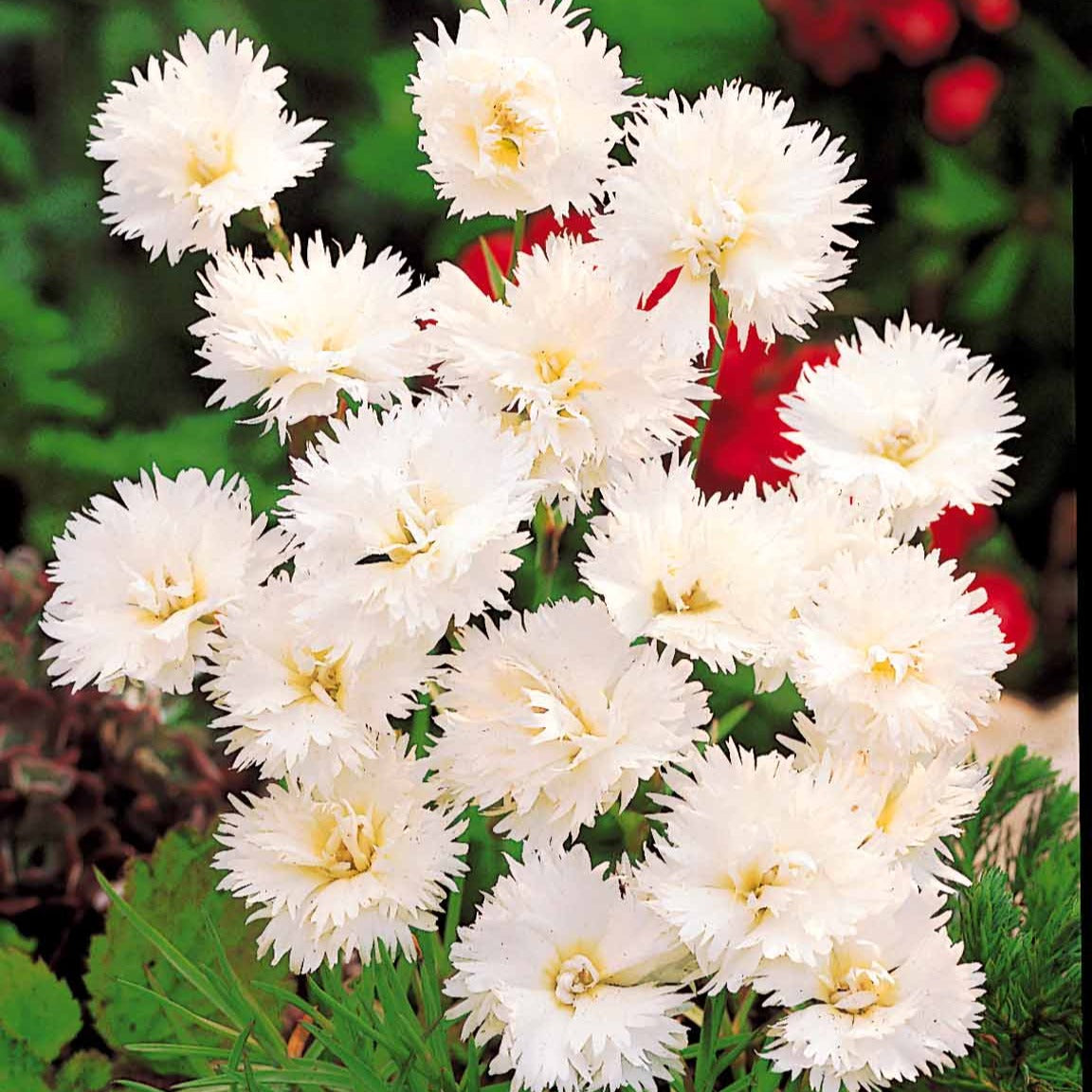 Gartennelken ‘Grenadin White’ (x2) - Dianthus caryophyllus Grenadin white - Bakker