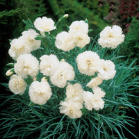 Gartennelken ‘Grenadin White’ (x2) - Bakker