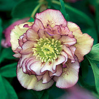 Christrose Double Ellen Picotée (x2) - Bakker